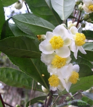 Cvijet camelia sinensis