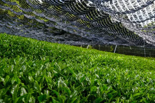 Tea shading