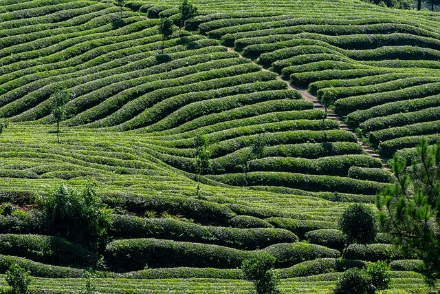 Tea hils